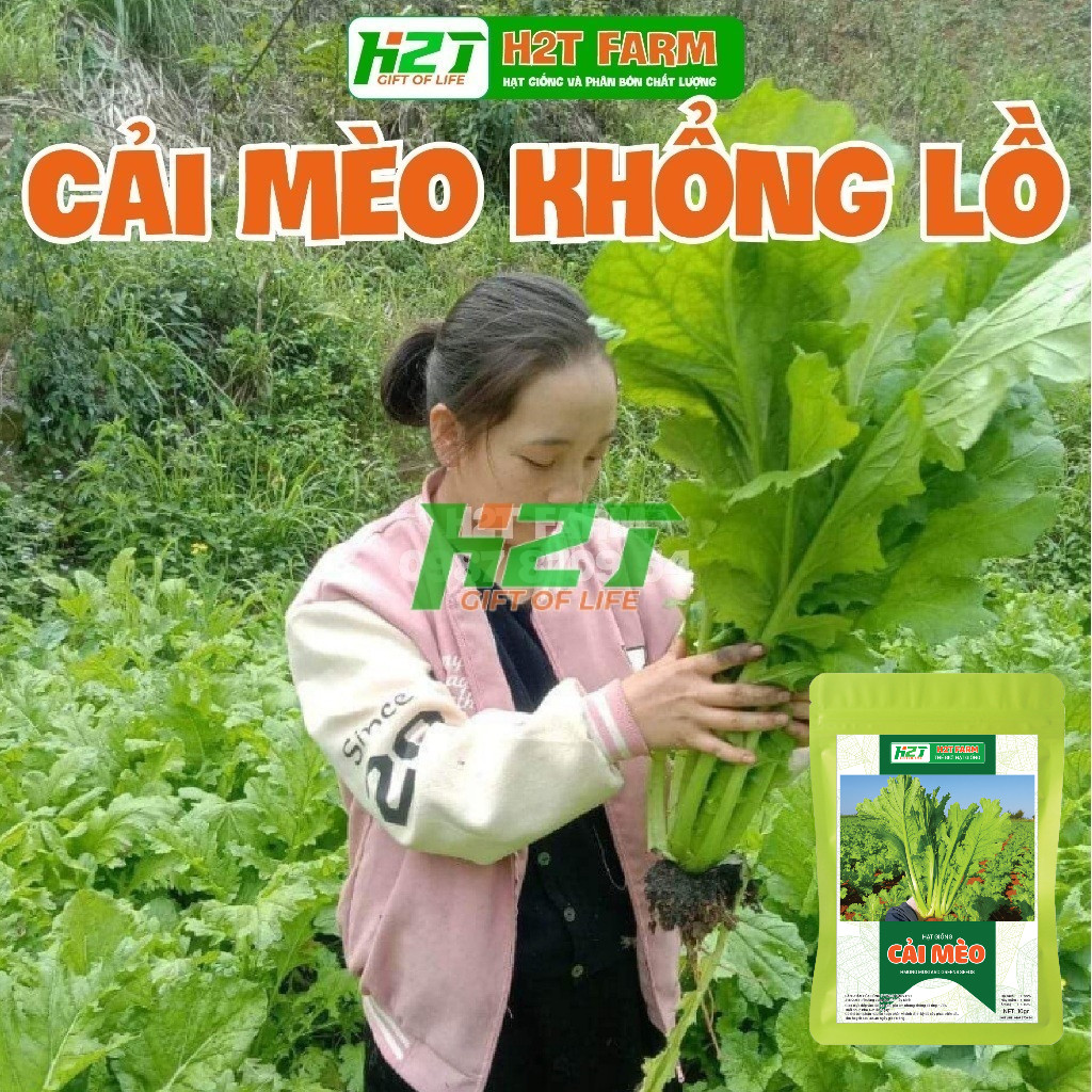 Hạt giống rau Cải mèo hà Giang, cải khổng lồ 10g - h2t farm | Shopee ...