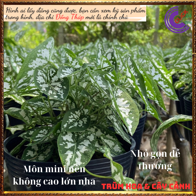 2 Chậu Cây Môn Đốm Trắng Mini Chậu Giao có nhiều cây tách ra rất hời⏰ Hoa Mười Giờ Bonsai & Phụ Kiện