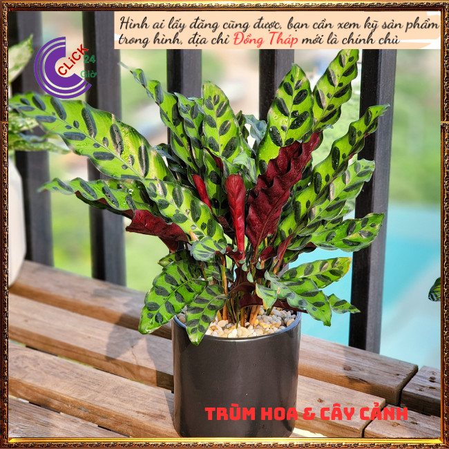 Chậu đuôi phụng để bàn có nhiều con sum mang lại may mắn tiền tài⏰Hoa Mười Giờ Bonsai & Phụ Kiện
