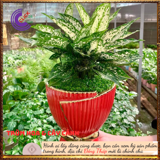 Cây Valentine trồng trong nhà mang may mắn siêu lọc không khí ⏰ Hoa Mười Giờ Bonsai & Phụ Kiện