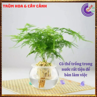Cây kim thủy tùng trồng trong nhà cây phong thủy tốt để bàn làm việc️💄 Siêu Thị Hoa