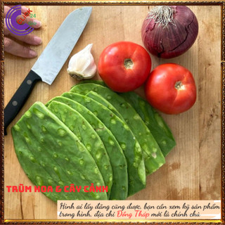 Cây xương rồng tai thỏ Nopal không gai nấu ăn được nhiều món ngon ⌛ Siêu Thị Hoa Và Cây Giống