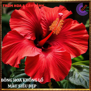 Cây hoa dâm bụt thái màu đỏ cánh đơn bông bụp đại hồng hoa cẩm quỳ to💍SHOP PP ONLINE CLICK 24 GIỜ