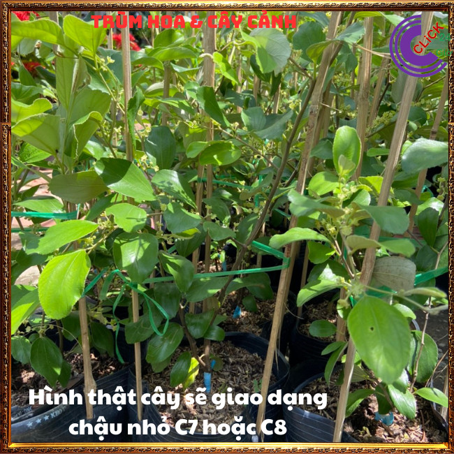 Cây Táo Thái Siêu Trái Ngọt Giòn Quả To Gấp 3 Lần Đang Có Hoa Rộ⏰ TRÙM HOA VÀ CÂY CẢNH