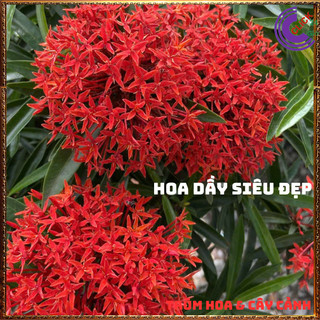 CÂY MẪU ĐƠN LÁ KIM HOA TRANG KIM MÀU ĐỎ LÁ NHỎ TUYỆT ĐẸP NỞ CẢ NĂM 📔 SHOP PP ONLINE CLICK 24 GIỜ