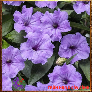 CHẬU HOA CHIỀU TÍM NHẤT XINH TÍM DẠ YẾN THẢO MEXICO SỐNG MÃNH LIỆT⏰ Hoa Mười Giờ Bonsai & Phụ Kiện