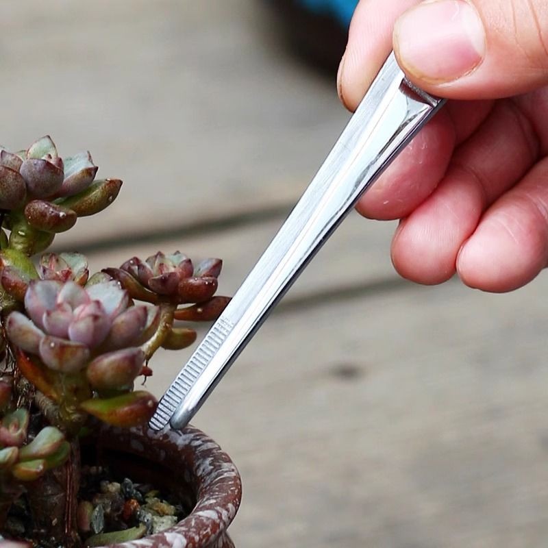 ❈ ❈ ❈ ❈ ❈ ❈ ❈ ❈ ❈ ❈ ❈ ❈ ❈ ❈ ❈ ❈ ❈ ❈ ❈ ❈ ❈ ❈ ❈ ❈ ❈ ❈ ❈ ❈ Nhíp mọng nước, dụng cụ làm vườn, trồng hoa, kẹp thép không gỉ xiangan10268.my20250716