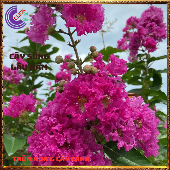 Chậu Hoa Bằng Lăng HỒNG Cao Gần 1 Mét Màu Mới Tuyệt Đẹp Hoa To🥑TRÙM HOA VÀ CÂY CẢNH