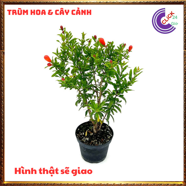 Cây Lựu Kiểng Làm Bonsai Mini Giao Cây Nguyên Bản⏰ TRÙM HOA VÀ CÂY CẢNH