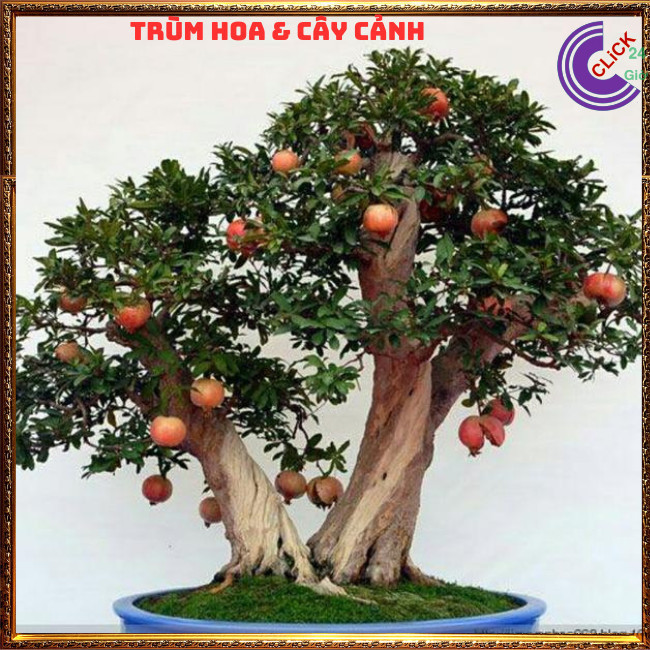 Cây Lựu Kiểng Làm Bonsai Mini Giao Cây Nguyên Bản⏰ TRÙM HOA VÀ CÂY CẢNH