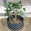 ICUCKO 1 Bộ Khay Đựng Chậu Cây, Cây Cảnh Nhanh Nersery Nồi Đĩa, Bền Ngăn Ngừa Rot Root Control Garden Cung Cấp Chân Đế Chậu Hoa