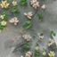 Khuôn làm móng cong 3D Flowers Series Lily Of The Valley Hoa sen Diy Mẫu móng tay trong suốt cao Khuôn làm móng Trang trí nghệ thuật {VN}