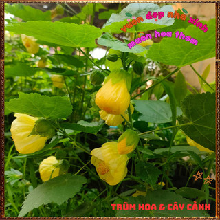 Chậu Cây Hoa Bụp Lồng Đèn MÀU VÀNG CHANH nở quanh năm tuyệt đẹp️🌮VƯỜN HOA CỔ TÍCH