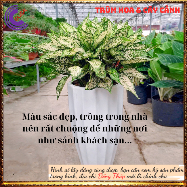 Cây Valentine trồng trong nhà mang may mắn siêu lọc không khí ⏰ Hoa Mười Giờ Bonsai & Phụ Kiện