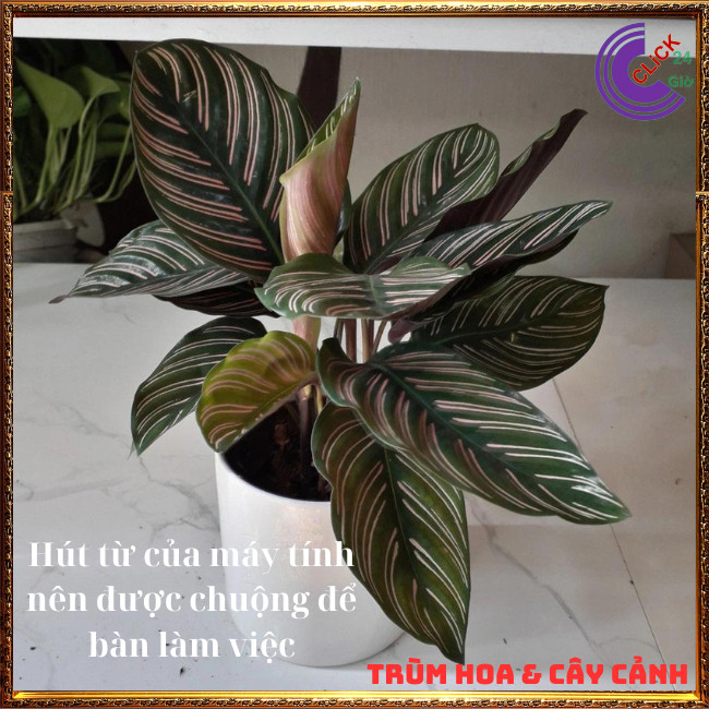Chậu đuôi công sọc trắng cây để bàn lọc không khí đem đến may mắn⏰ Hoa Mười Giờ Bonsai & Phụ Kiện