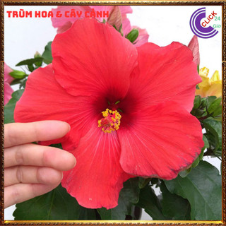 Cây hoa dâm bụt thái màu đỏ cánh đơn bông bụp đại hồng hoa cẩm quỳ to💍SHOP PP ONLINE CLICK 24 GIỜ