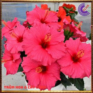 Cây hoa dâm bụt thái sen cánh đơn bông bụp đại hồng hoa cẩm quỳ khủng💍SHOP PP ONLINE CLICK 24 GIỜ