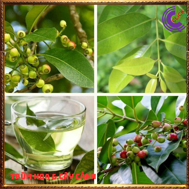 CHẬU LÁ VỐI NẾP NẤU NƯỚC TRÀ DƯỢC LIỆU NHIỀU CÔNG DỤNG TUYỆT VỜI ⏰ Hoa Mười Giờ Bonsai & Phụ Kiện