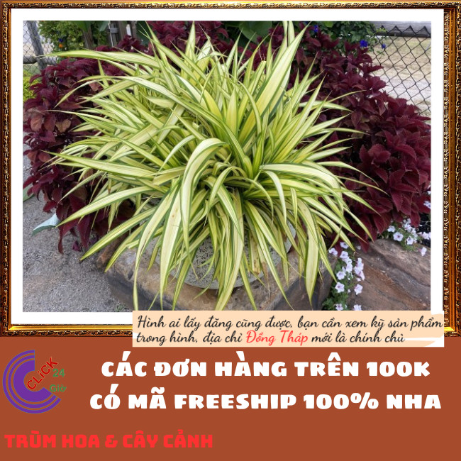 CHẬU DỨA SỌC VÀNG TƯƠI SÁNG NỔI BẬT DỨA ĐẠI PHÁT SIÊU DỄ TRỒNG⏰ Hoa Mười Giờ Bonsai & Phụ Kiện