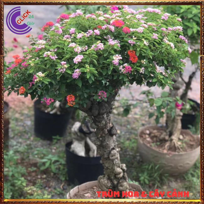 CÂY NGŨ SẮC HỒNG PHA LÊ TRỌN BỘ SƯU TẬP 50 MÀU TRÂM ỔI THƠM NGÁT ⏳ Hoa Mười Giờ Bonsai & Phụ Kiện