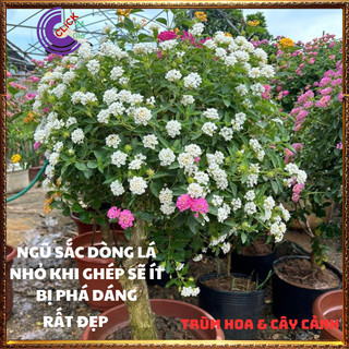 CÂY NGŨ SẮC TRẮNG KEM TRỌN BỘ SƯU TẬP 50 MÀU TRÂM ỔI THƠM NGÁT ️🔖 SHOP PP ONLINE CLICK 24 GIỜ
