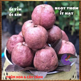 CÂY Ổi TÍM MALASIA THƠM NGỌT MÀU ĐẸP CAO 50CM️️🥁 MiMa market