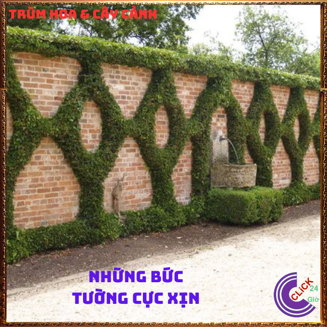 combo 2 chậu thằn lằn dây leo tường sáng tạo ấn tượng ⏰TRÙM HOA VÀ CÂY CẢNH