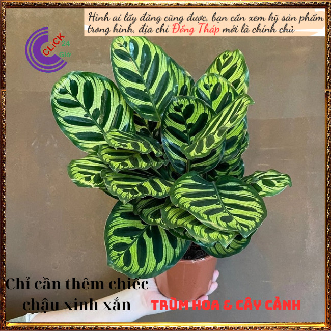 Chậu đuôi công khổng tước cây trồng trong nhà mang đến thịnh vượng ⏰ TRÙM HOA VÀ CÂY CẢNH