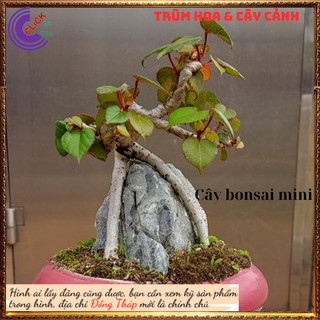 CÂY 7 MÀU TUYỆT ĐẸP LẠ MẮT SỢI VỎ THÂN SIÊU BỀN CHỊU ĐƯỢC NƯỚC MẶN️️🥁 MiMa market