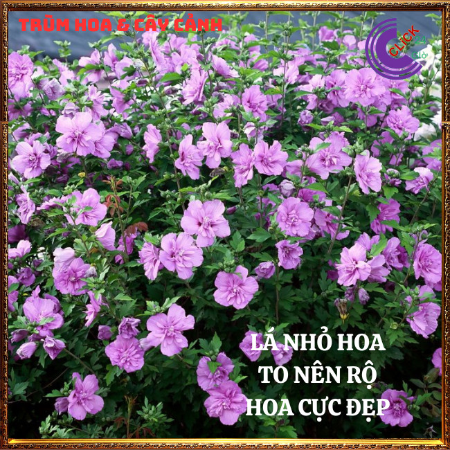 Hoa thiên quý tím tuyệt đẹp hoa lạ giống mới hoa râm bụt dâm bụt mới⏰TRÙM HOA VÀ CÂY CẢNH