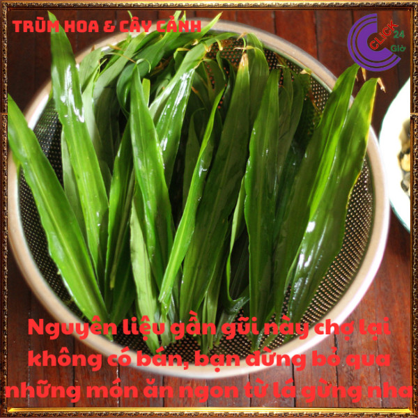 Chậu gừng trồng lấy củ và lá để ăn rất ngon thần dược mỗi nhà nên có⏰TRÙM HOA VÀ CÂY CẢNH