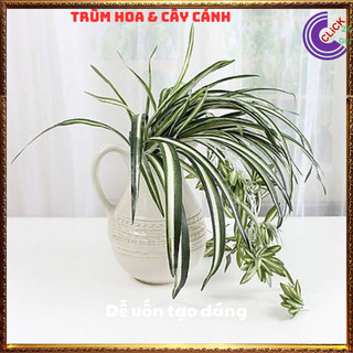 Chậu Ngải Nàng Gù Kéo Khách Cây Phong Thủy Cầu Tài Mang May Mắn Đến️💄Siêu Thị Hoa