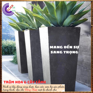 CÂY DỨA NAM MỸ ĐẸP SANG TRỌNG, THẢO DƯỢC NHIỀU CÔNG DỤNG HỮU ÍCH⏰ Hoa Mười Giờ Bonsai & Phụ Kiện