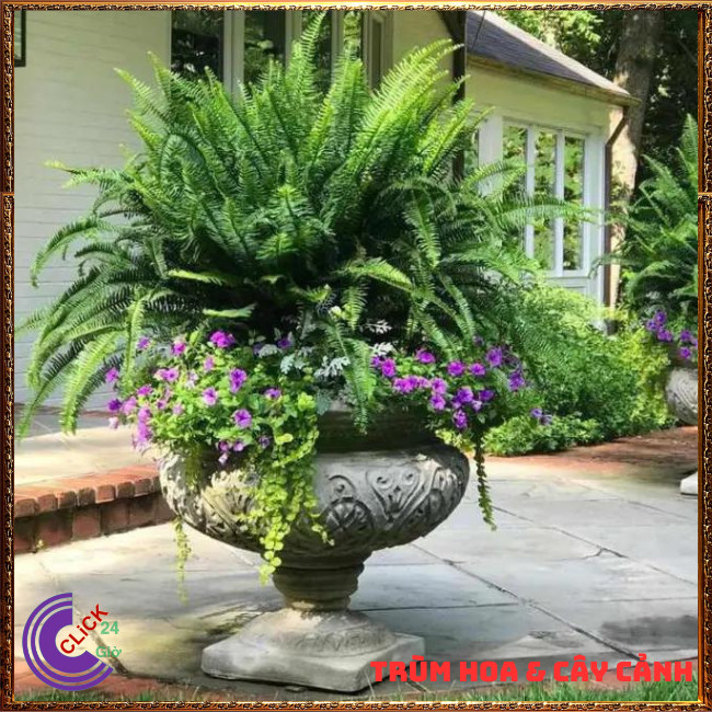 CÂY DƯƠNG XỈ LÁ ME TRANG TRÍ ĐẸP VỊ THUỐC HAY SỨC SỐNG MẠNH LIỆT⏰ Hoa Mười Giờ Bonsai & Phụ Kiện