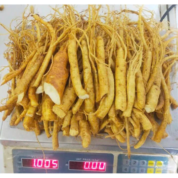 Rễ nhân sâm tươi Hàn Quốc 1 kg dùng ngâm mật ong, sắc nước uống. sâm, PP Sâm Yến Thái An