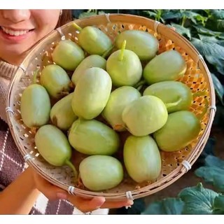 [nội địa Trung ] - Hạt giống Dưa leo Ngọc Nữ, giống siêu quả trồng quanh năm