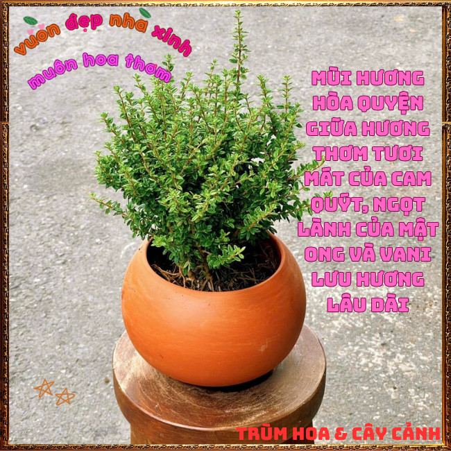 Đ Cây Hàm Hương To Thơm Mùi Cam Quýt Mật Ong Lưu Hương Lâu Dài 🍟TRÙM HOA VÀ CÂY CẢNH