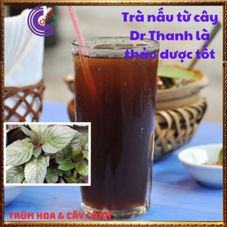 2 CHẬU CÂY TRÀ Ô LONG DÙNG NẤU NƯỚC SÂM GIẢI NHIỆT HƯƠNG DR THANH️💎Siêu Thị Hoa