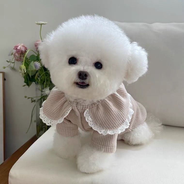 Áo len ren mùa thu đông, thích hợp cho quần áo thú cưng cho chó nhỏ như Bichon, Teddy
