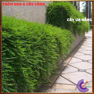 Combo 2 Chậu cây SƠN LIỄU THÁI RŨ cây phong thủy may mắn nên trồng💍 SHOP PP ONLINE CLICK 24 GIỜ