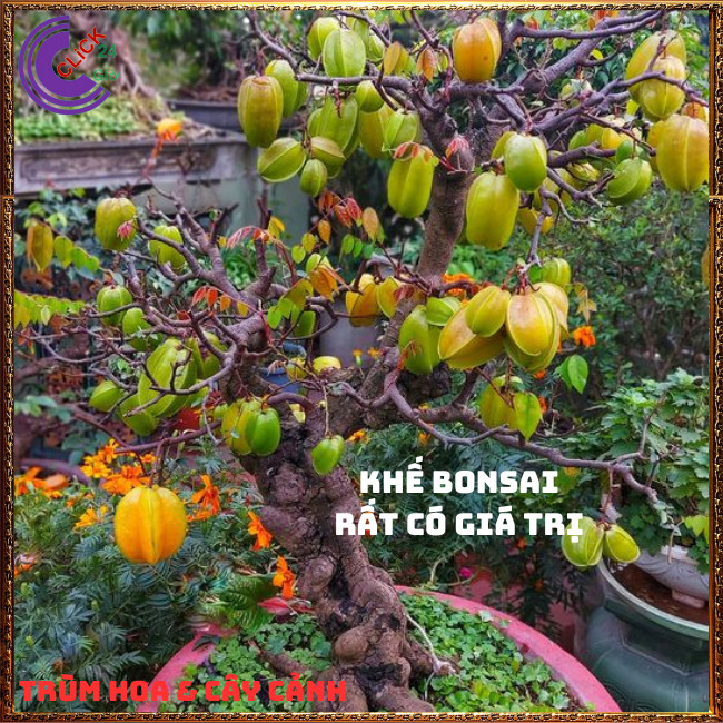 Chậu Cây Khế NGỌT Thái Siêu Trái Cao 70 cm thơm ngon Nhiều dinh dưỡng🍇Hoa Mười Giờ Bonsai & Phụ Kiện