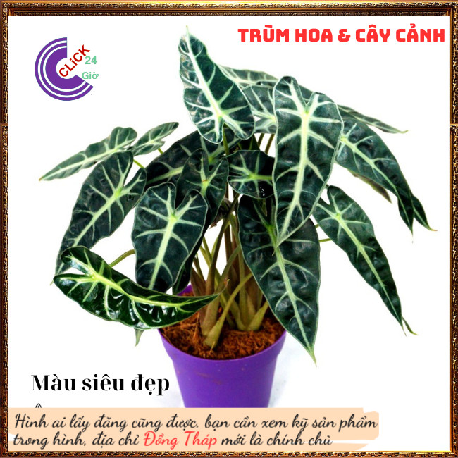 Chậu môn quan âm lá hình tim siêu cuốn hút mang đến điều tốt lành⏰ TRÙM HOA VÀ CÂY CẢNH