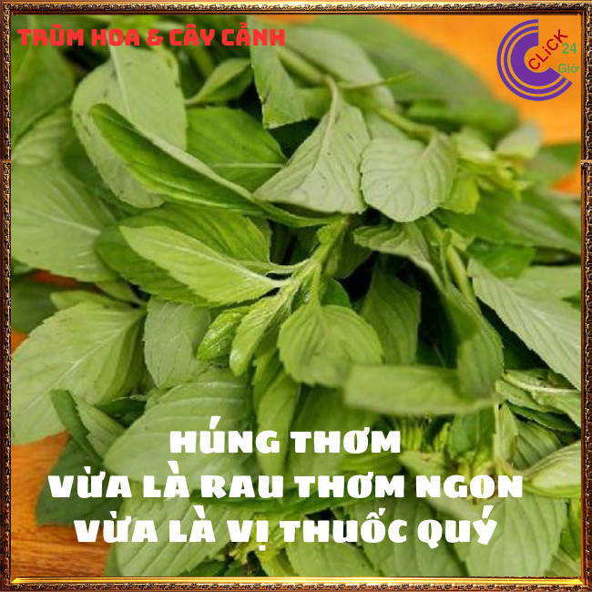 Chậu rau thơm húng bạc hà vừa ngon vừa là thảo dược quý rất nên trồng⏰ Hoa Mười Giờ Bonsai & Phụ Kiện