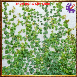 2 CHẬU THẰN LẰN DÂY LEO BÁM TƯỜNG VẢY ỐC TRÂU HỔ KHỎE MẠNH️️🥁MiMa market