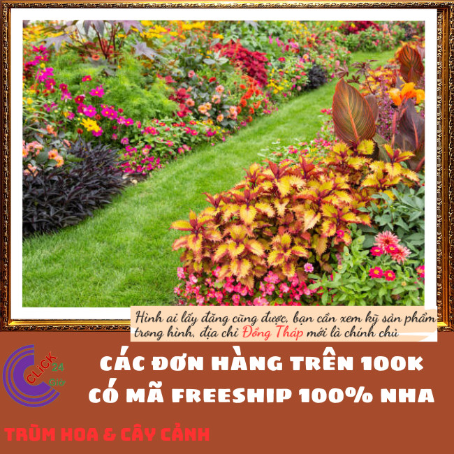 CHẬU LÁ GẤM ĐỎ VIỀN VÀNG TÍA TÔ CẢNH MÙA SẮC NỔI BẬT MỚI LẠ RẤT ĐẸP⏰ Hoa Mười Giờ Bonsai & Phụ Kiện