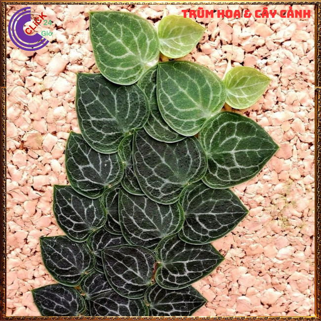 Chậu TẮC KÈ GẤM LÁ KHỔNG LỒ cao 60cm dây leo bám tường họ thằn lằn⏰TRÙM HOA VÀ CÂY CẢNH