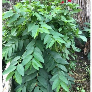 [HẠT TỰ THU] - Hạt giống rau ngót ta lá nhỏ, lên mầm 100%