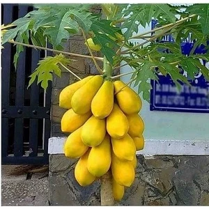 HÀNG NHẬP KHẨU - có bảo hành -> Sét 2 Gói hạt giống đu đủ vàng siêu năng suất, ăn thơm ngon