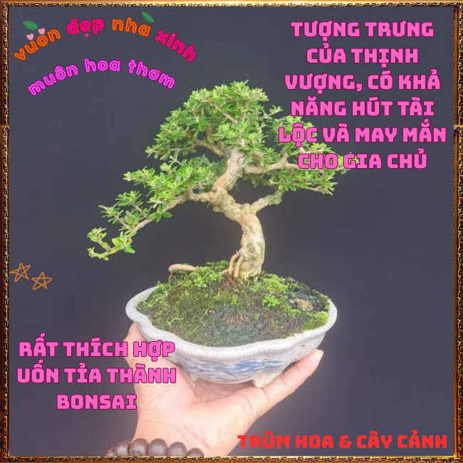 Đ Cây Hàm Hương To Thơm Mùi Cam Quýt Mật Ong Lưu Hương Lâu Dài 🍟TRÙM HOA VÀ CÂY CẢNH
