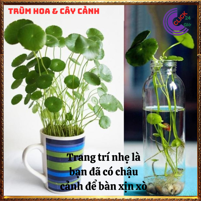 2 chậu cỏ đồng tiền để bàn may mắn xanh mướt xinh xắn rau má nhật⏰ TRÙM HOA VÀ CÂY CẢNH